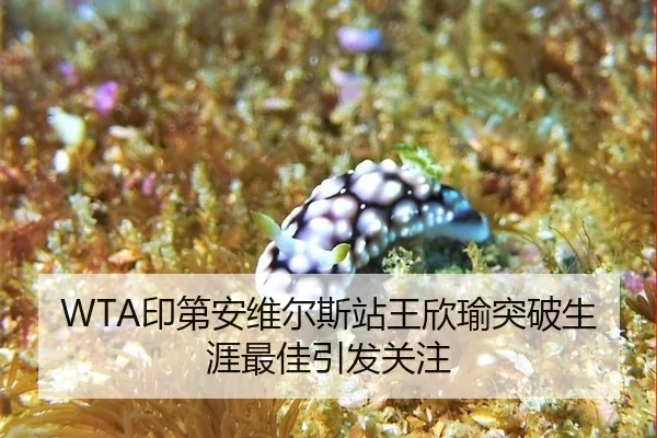 yin-di-an-wei-er-si-zhan-wang-xin-yu-tu-po-sheng-ya-zui-jia-yin-fa-guan-zhu-2-457.jpg
